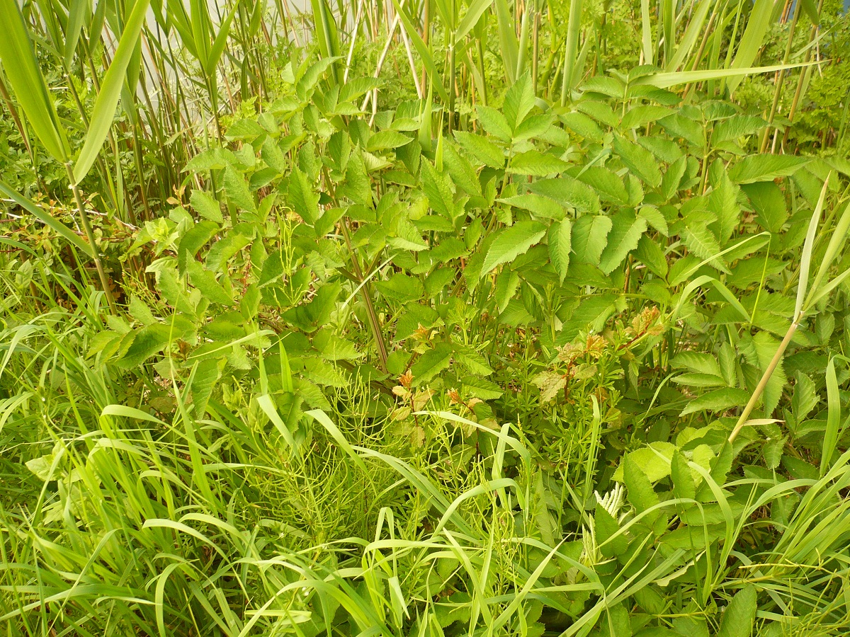 Angelica heterocarpa (Apiaceae)